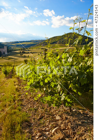 Wine hills and vineyards in Tuscany, Italy Wine hills and vineyards in Tuscany, Italy 47324543