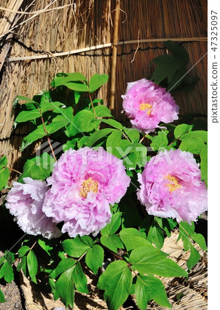 Winter Peony Winter Peony 47325097