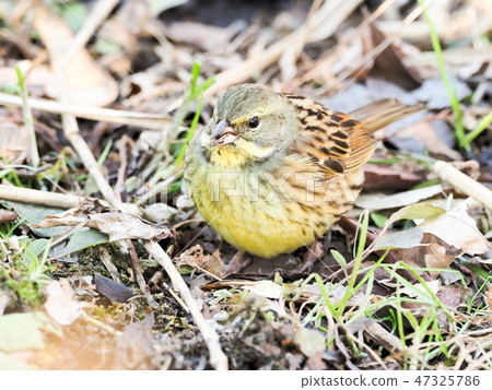 Sparrow eye Elephantae family Aodi Sparrow eye Elephantae family Aodi 47325786