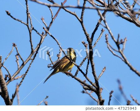 Sparrow eye Elephantae family Aodi Sparrow eye Elephantae family Aodi 47325943