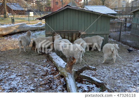 Kaliningrad Zoo, Russia Kaliningrad Zoo, Russia 47326118