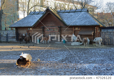 Kaliningrad Zoo, Russia Kaliningrad Zoo, Russia 47326120