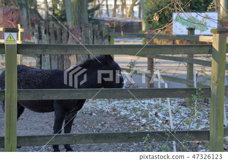 Kaliningrad Zoo, Russia Kaliningrad Zoo, Russia 47326123