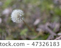  蒲公英 47326183