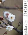梅 47326184