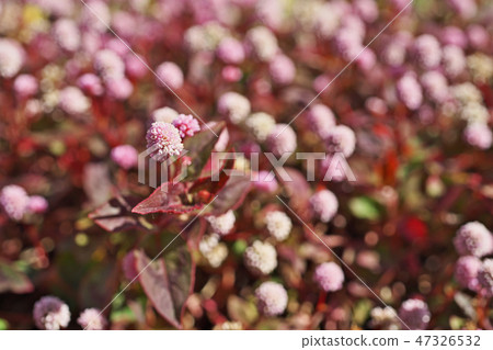 桃紅色飛魚花 47326532