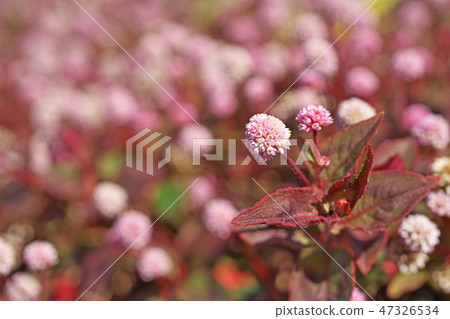 桃紅色飛魚花 47326534