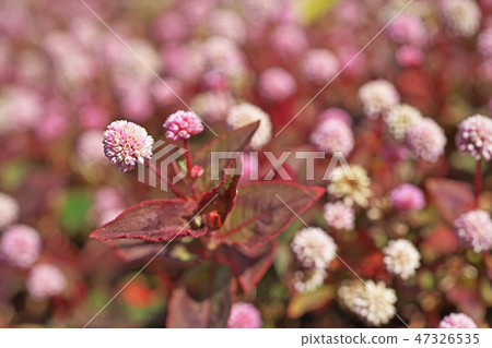 桃紅色飛魚花 47326535