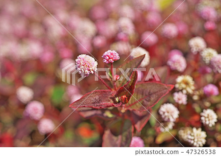 桃紅色飛魚花 47326538
