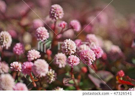 Flower of pink fly fish - Stock Photo [47326541] - PIXTA
