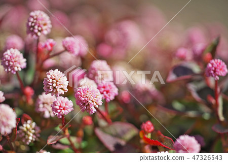 桃紅色飛魚花 47326543