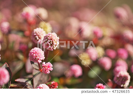 桃紅色飛魚花 47326635