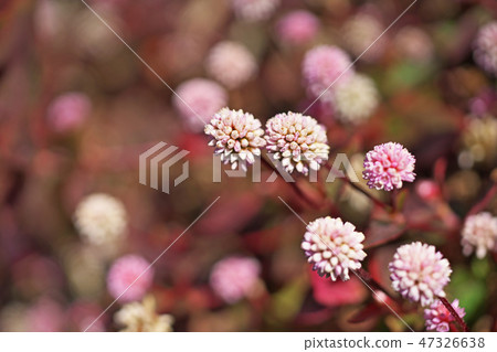 桃紅色飛魚花 47326638