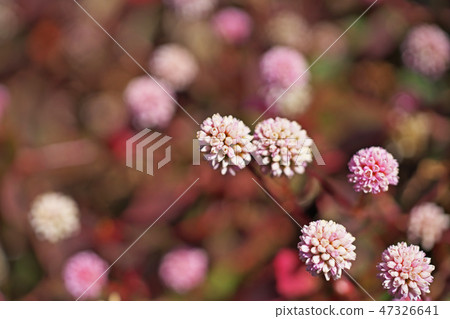 Flower of pink fly fish 47326641