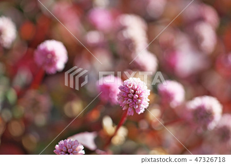 桃紅色飛魚花 47326718