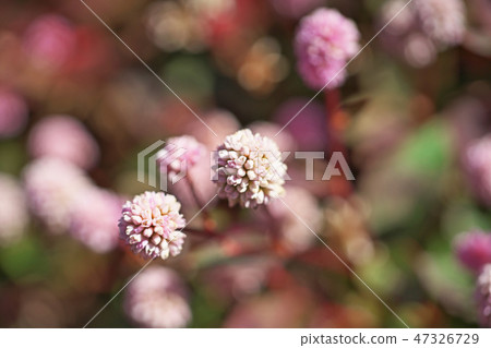 桃紅色飛魚花 47326729