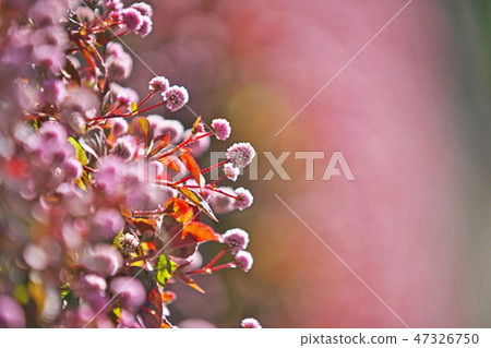 桃紅色飛魚花 桃紅色飛魚花 47326750