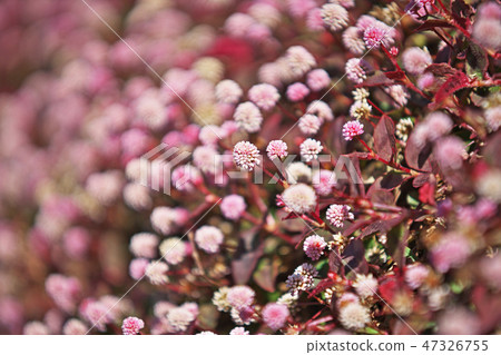 桃紅色飛魚花 桃紅色飛魚花 47326755