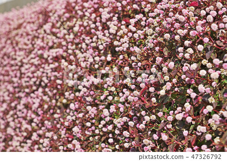 Flower of pink fly fish Flower of pink fly fish 47326792