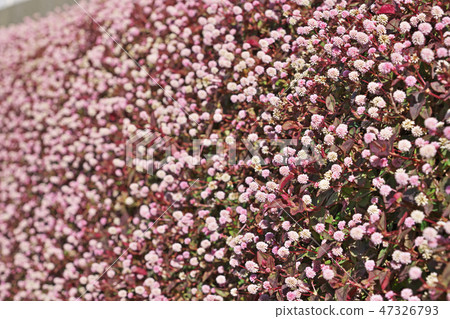 桃紅色飛魚花 47326793