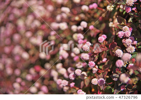 桃紅色飛魚花 47326796