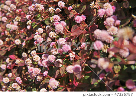 Flower of pink fly fish Flower of pink fly fish 47326797