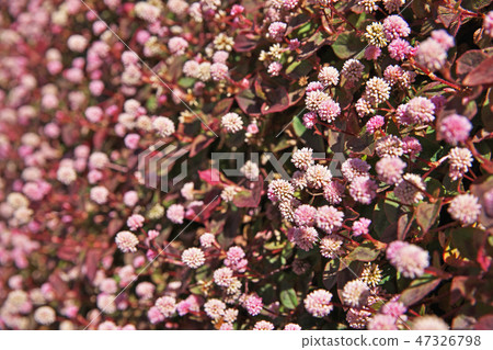 Flower of pink fly fish Flower of pink fly fish 47326798