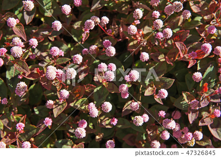 桃紅色飛魚花 47326845