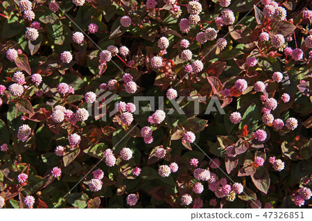 桃紅色飛魚花 桃紅色飛魚花 47326851