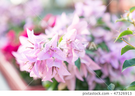 Purple flower head. Flower garden, flower stamen, flower calya, bamboo bract. Purple flower head. Flower garden, flower stamen, flower calya, bamboo bract. 47326913