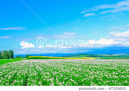 Hokkaido! Bounty of the ground of the fruitful hills Hokkaido! Bounty of the ground of the fruitful hills 47328003