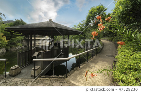 Mejiro花園的Ikeizumi橙色百合花的全景射擊在池塘著陸的六角形的浮動大廳前面開花。 47329230