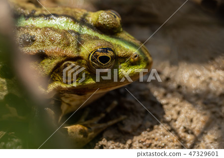 Close-up of a frog sitting in the water 47329601