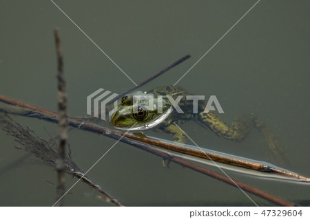 Close-up of a frog sitting in the water 47329604