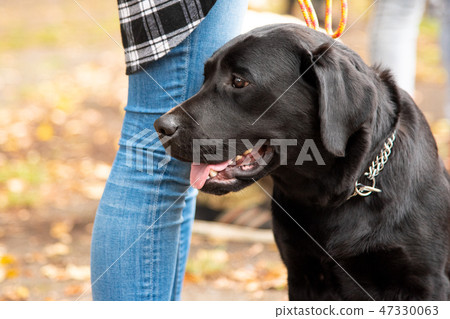 Portrait of a black dog with leash 47330063