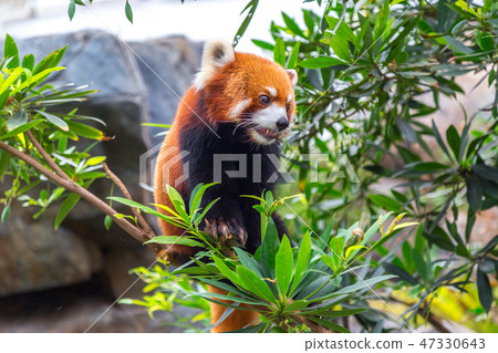 Rare specimen Red panda bear climbing tree 47330643