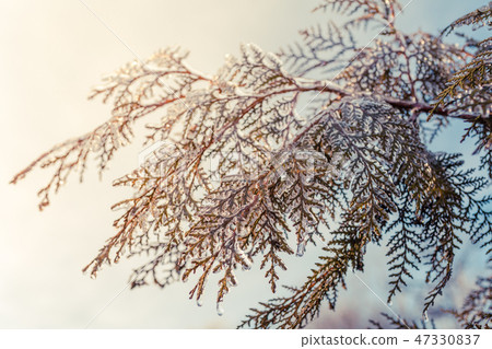 Thuja branches covered with transparent ice 47330837