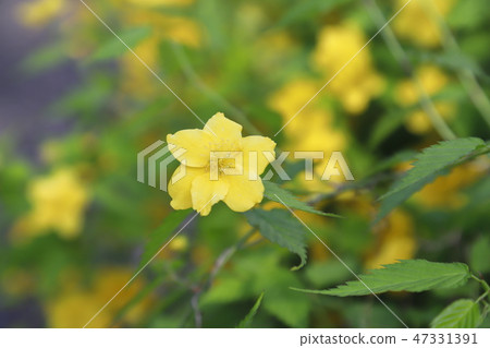 Yamabuki (Yamabuki) flower Yamabuki (Yamabuki) flower 47331391