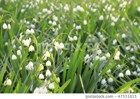 Suzuran suisen (Suzuran Narcissus) snowflake Suzuran suisen (Suzuran Narcissus) snowflake 47331815