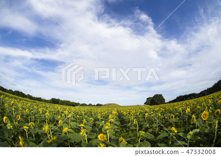 Saikihara的向日葵領域 47332008
