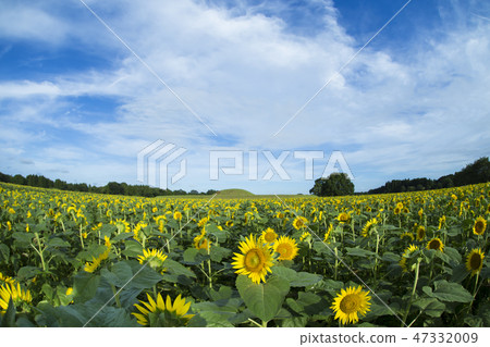 Saikihara的向日葵領域 47332009