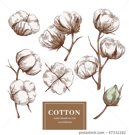 Cotton branch collection Cotton branch collection 47332282
