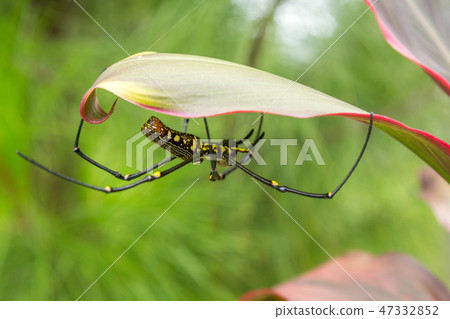 Big spider Nephila Pilipes weaving a web in the jungle on a colorful flower Big spider Nephila Pilipes weaving a web in the jungle on a colorful flower 47332852