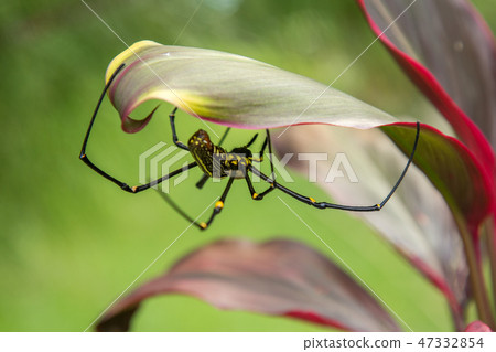Big spider Nephila Pilipes weaving a web in the jungle on a colorful flower Big spider Nephila Pilipes weaving a web in the jungle on a colorful flower 47332854