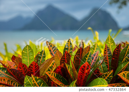 Turquoise sea and mountain background with tropical colorful leaves foreground in El Nido 47332864