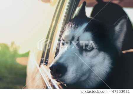 Sad dog's face in the car window at sunset.  47333981