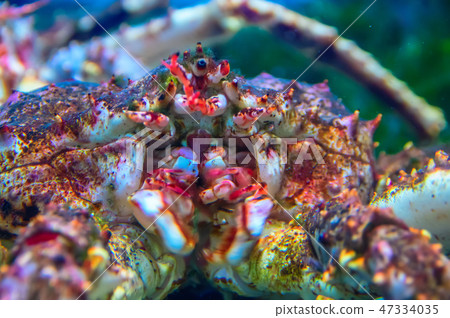 Big king Kamchatka crab. Close-up. 47334035