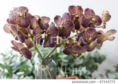 Japanese Wanda Orchid, dark purple. Bunch unusual in glass vase. Bouquet flowers on light and green Japanese Wanda Orchid, dark purple. Bunch unusual in glass vase. Bouquet flowers on light and green 47334773