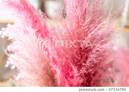 Japanese pampas grass. Bunch unusual in glass vase. Bouquet flowers on light background. . Wallpaper Japanese pampas grass. Bunch unusual in glass vase. Bouquet flowers on light background. . Wallpaper 47334789
