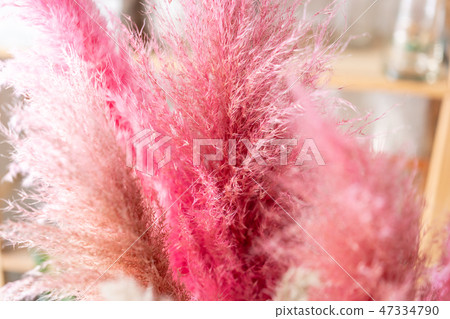 Japanese pampas grass. Bunch unusual in glass vase. Bouquet flowers on light background. . Wallpaper Japanese pampas grass. Bunch unusual in glass vase. Bouquet flowers on light background. . Wallpaper 47334790